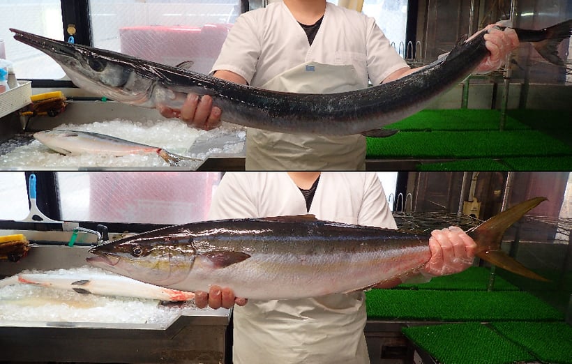 オキザヨリ　ツムブリ　寿司　デリバリー