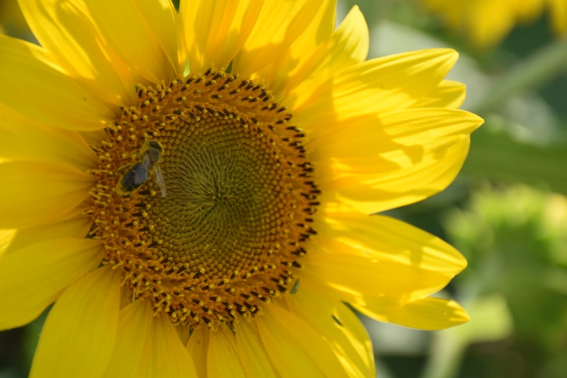 abeille sur tournesol