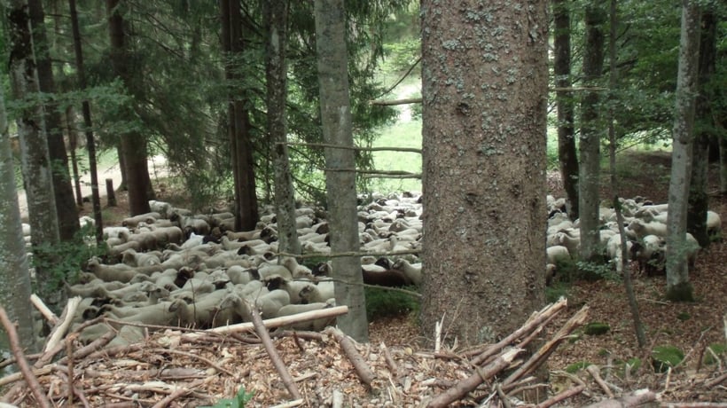Schäfchen zählen im Schwarzwald