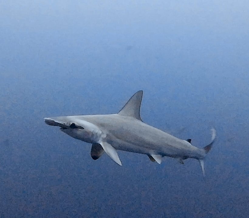 Tauchgebiete Saudi Arabien