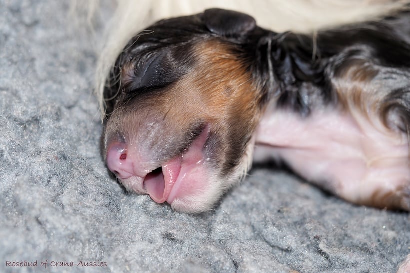 Aussie Welpen - gerade geboren