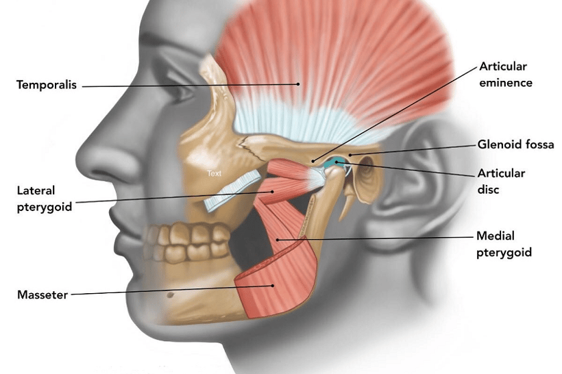 anatomie de la machoire