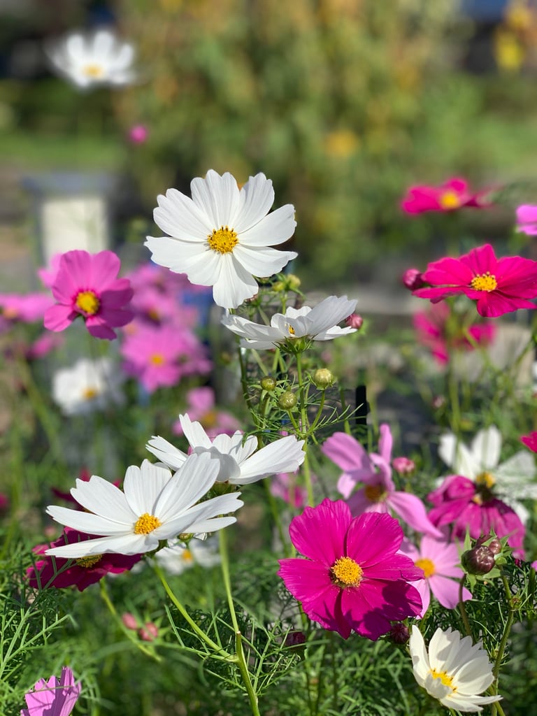 京都市下京区、心療内科、メンタルクリニック、女医、コスモス