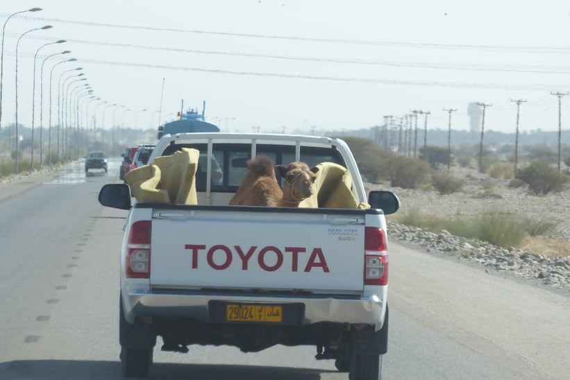 Kameltaxi im Oman