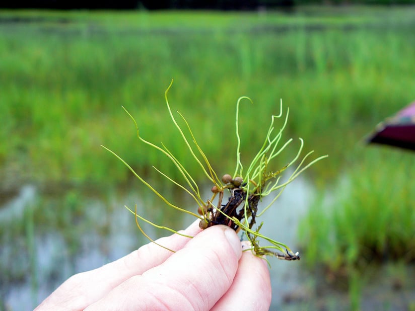 Pillenfarn an der Ziegelhütte 2011 (Quelle: G. Frohmader-Heubeck)