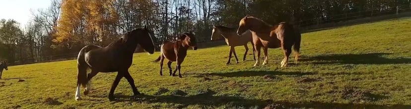 Freizeitpferde vom Säumerhof