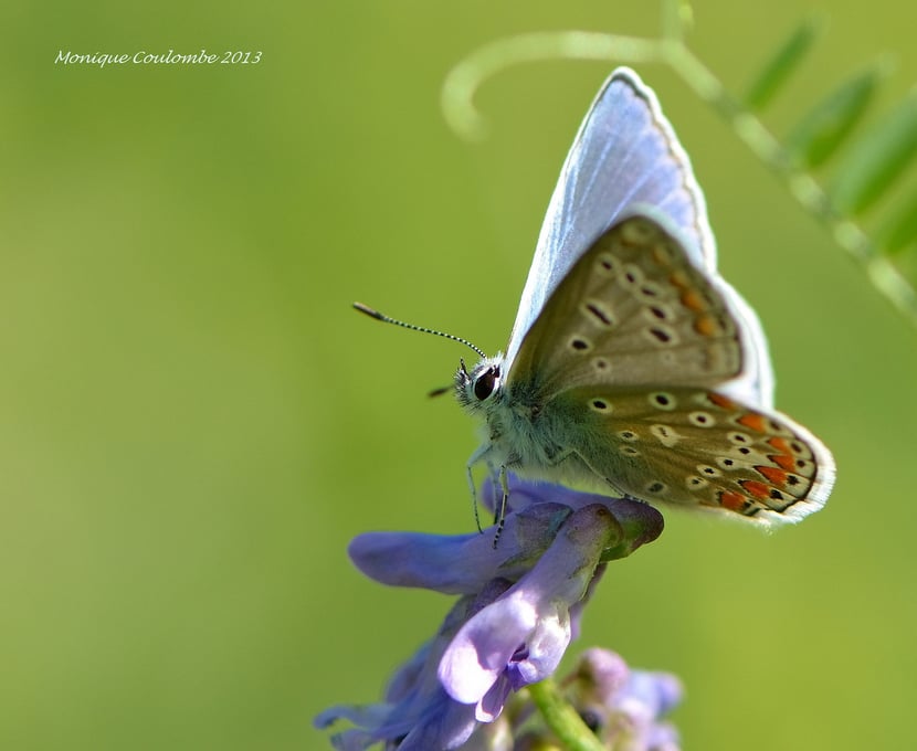 (Photo Monique Coulombe)