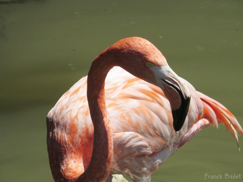 Flamant rose