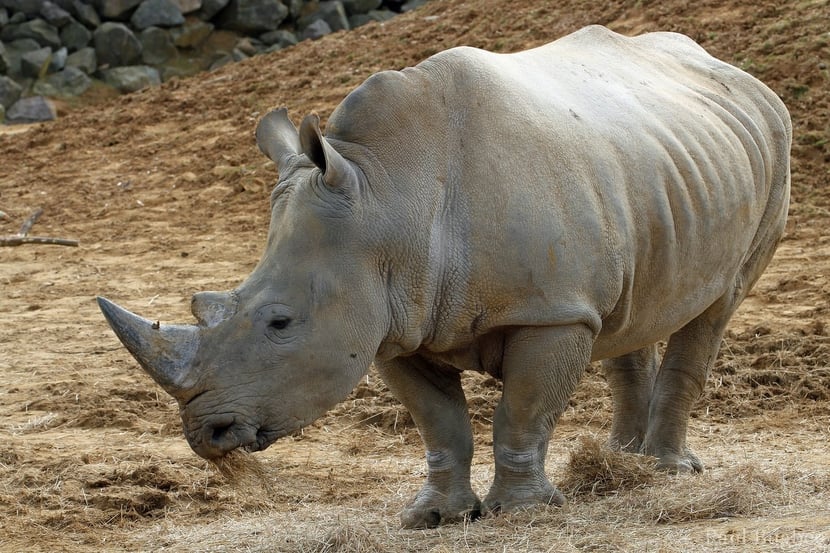 rhinoceros blanc
