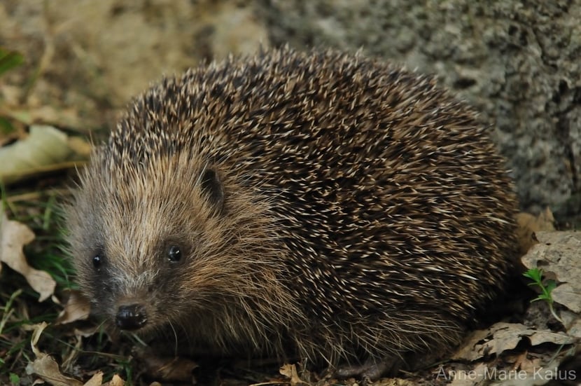 herisson