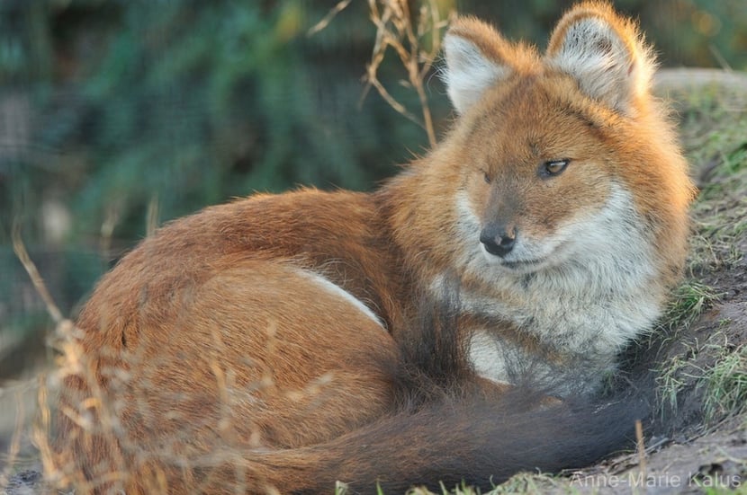 dhole