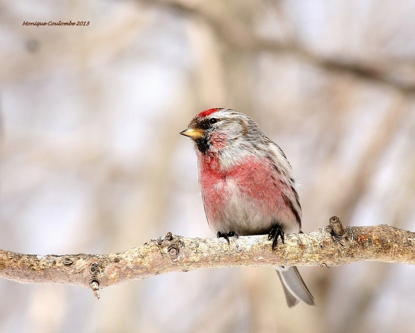 (Photo Monique Coulombe)