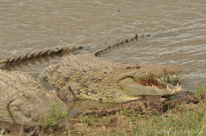 crocodile du Nil