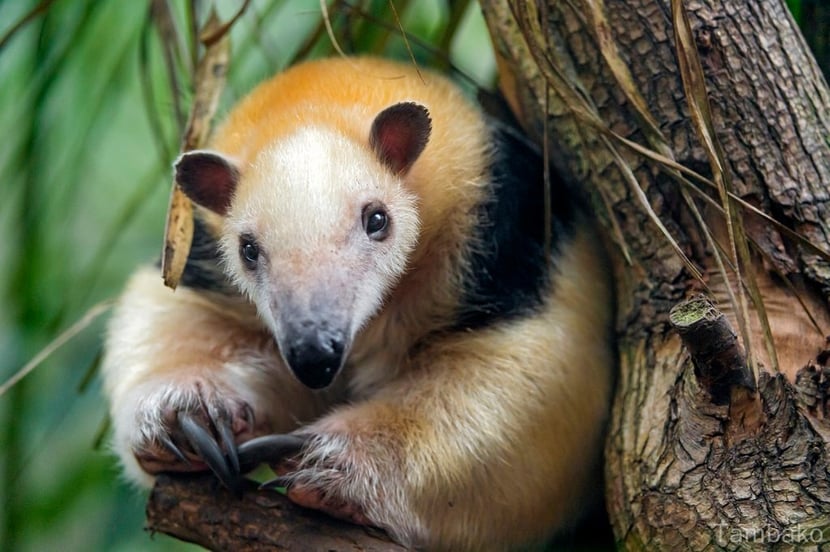 tamandua