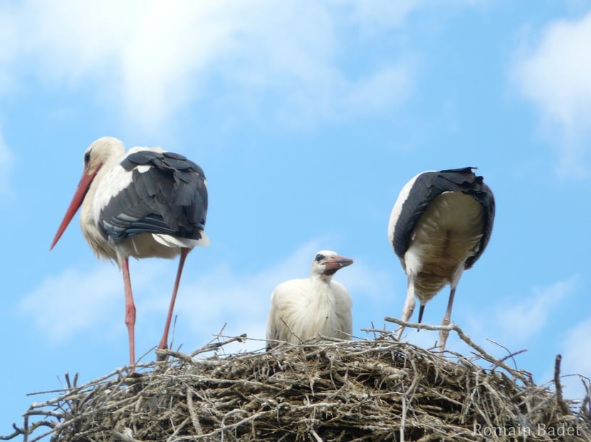 Fiche animaux bebe cigogne