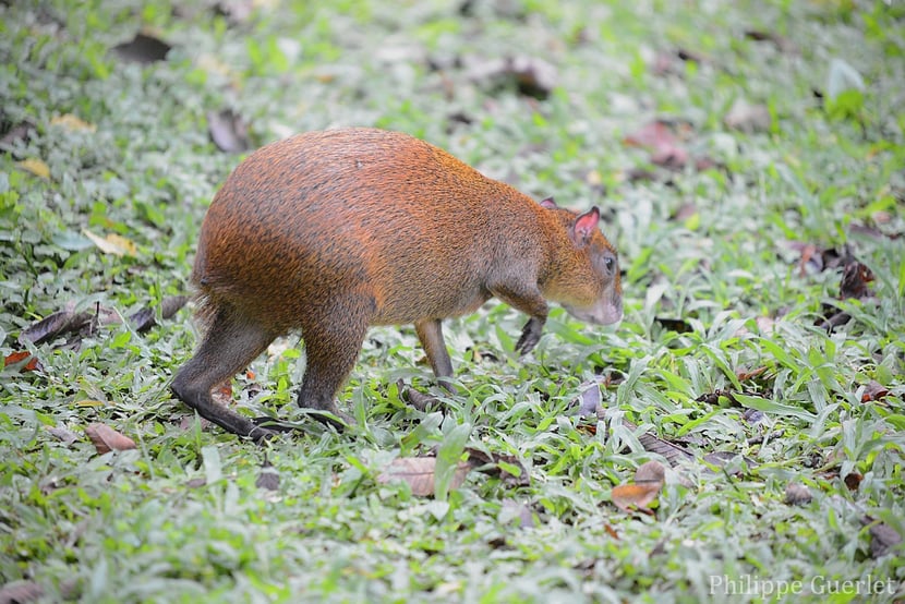 Fiches animaux agouti