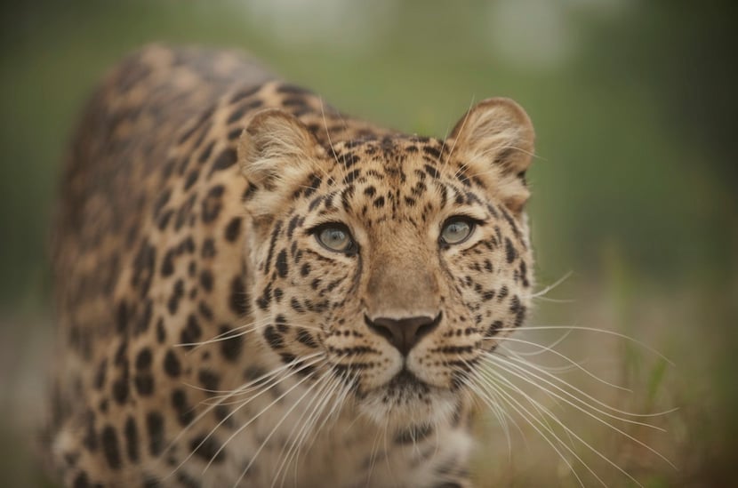 definition felides felins panthere de l'amour