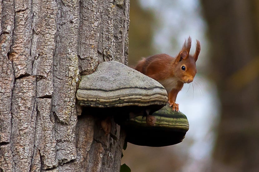 sciuridés definition