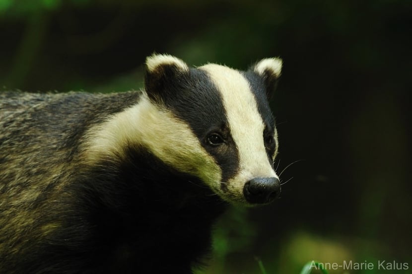 fiches animaux blaireau