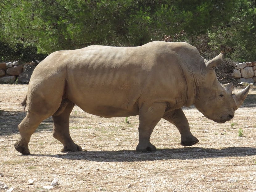 (Photo Franck Badet)