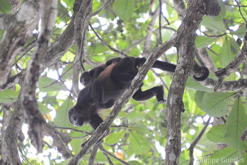 Fiches animaux singe hurleur