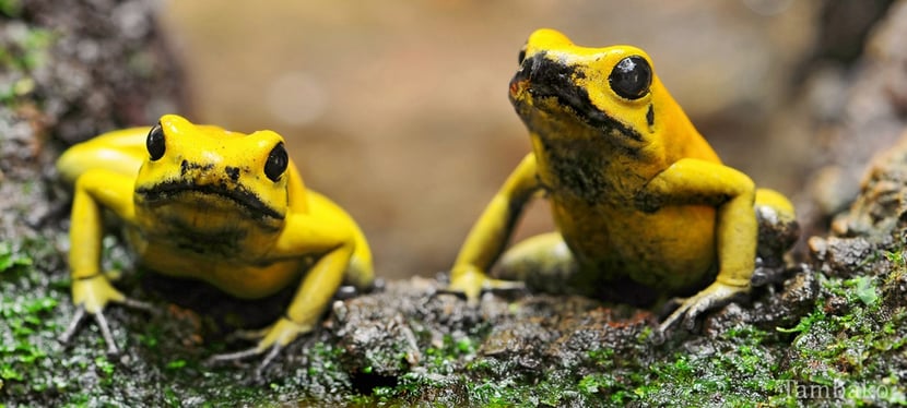 animals factsheet golden poison frog