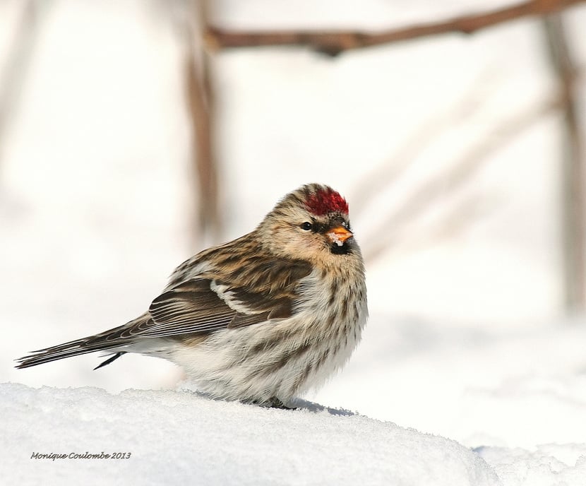 (Photo Monique Coulombe)