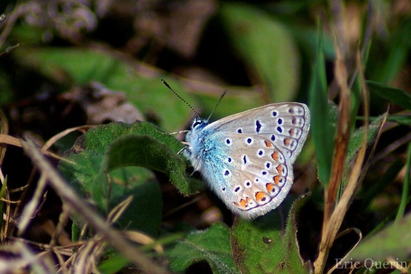 (Photo Eric Quérin)