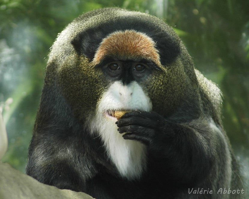 de brazza's monkey
