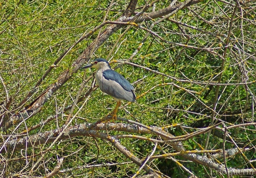 (Photo Eric Quérin)