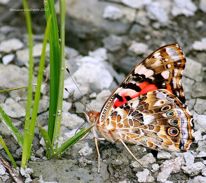 (Photo Monique Coulombe)