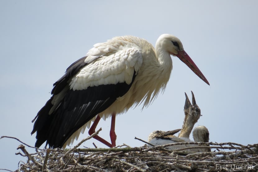 Fiches animaux cigogne