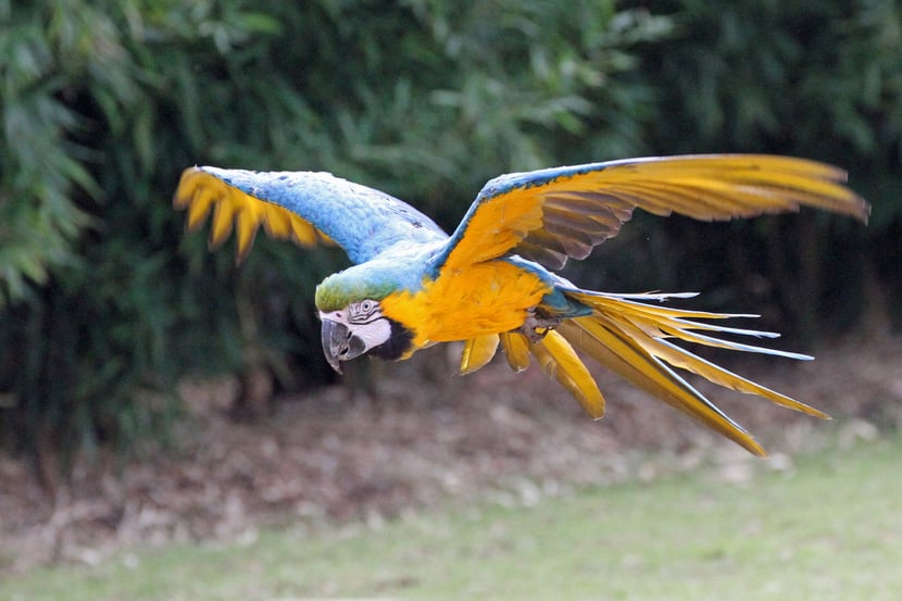 fiches animaux ara bleu et jaune