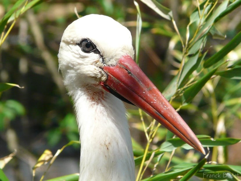 (photo Franck Badet)