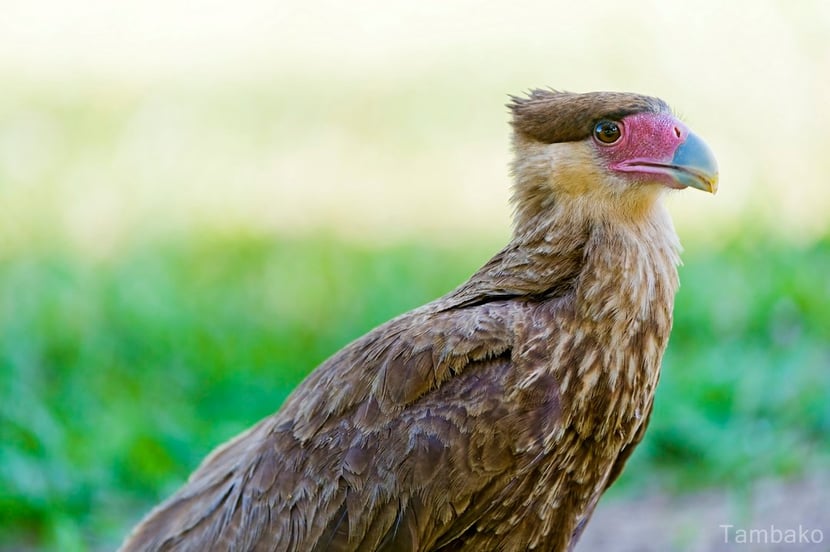 caracara
