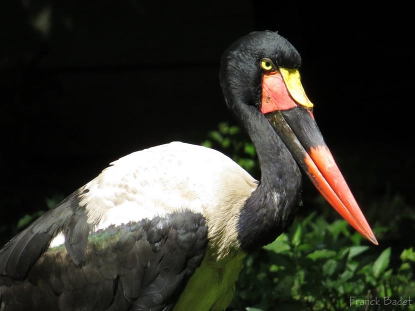 jabiru