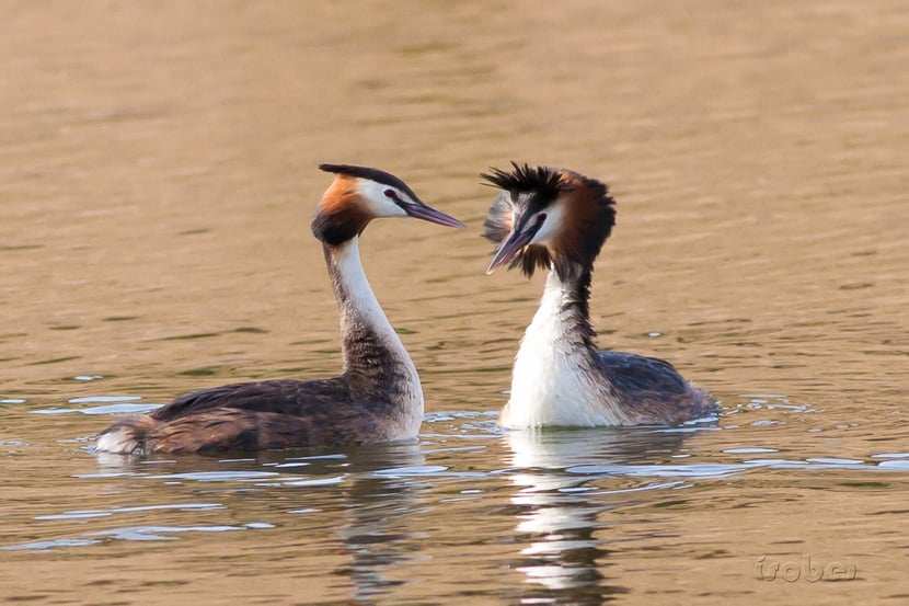 (Photo Françoise Moignet)