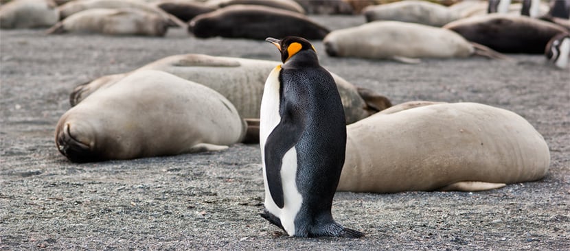 interview mario cyr plongeur cineaste animalier manchot empereur