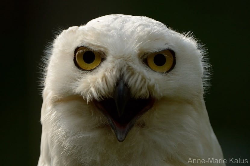 (Photo Anne-Marie Kalus)