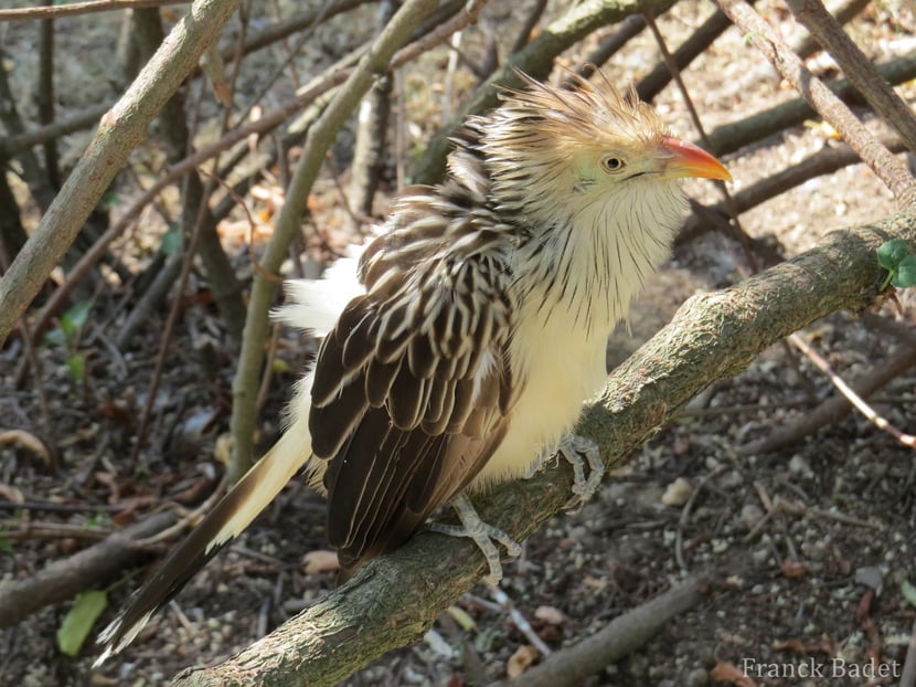 fiches animaux guira cantara