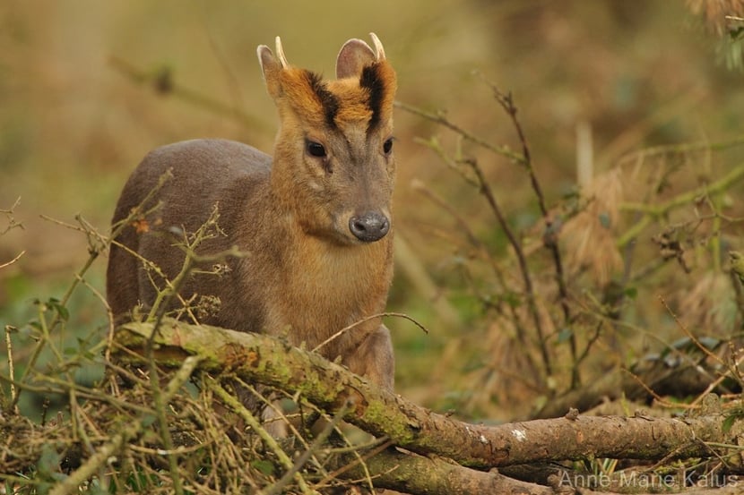 muntjac