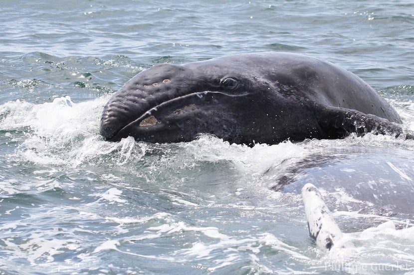fiches animaux baleine grise