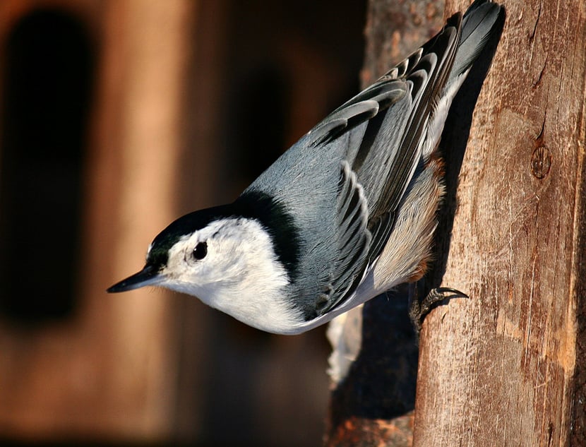 (Photo Monique Coulombe)