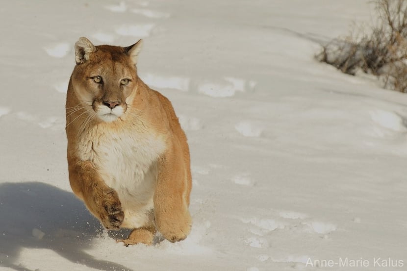 puma ou cougar)