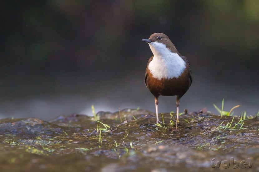 Fiche oiseaux cincle plongeur