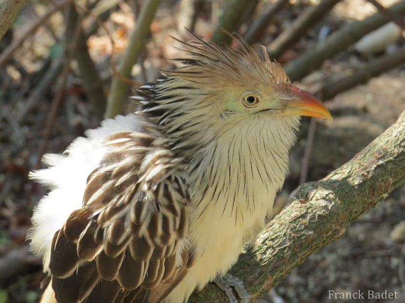 fiches animaux guira cantara