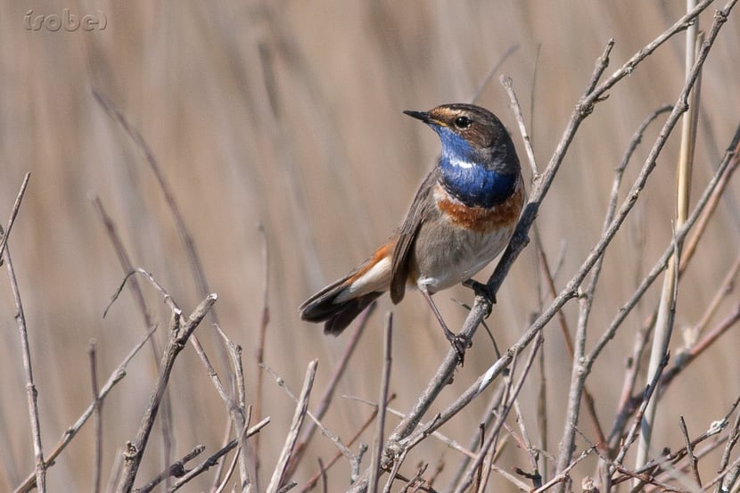 (photo Françoise Moignet)