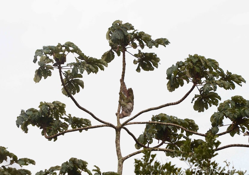 Fiche animaux paresseux