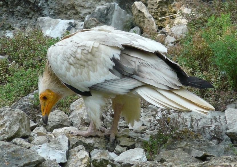 (Photo Franck Badet)