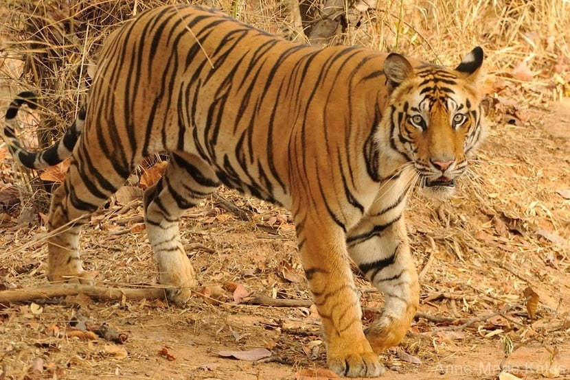 fiche animaux tigre bengale disney livre de la jungle shere khan